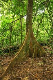 Image result for Dipterocarpaceae