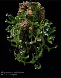 Image result for Angraecum distichum