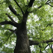 When i say walnut tree you probably think of nuts. We Buy Walnut Trees Black Walnut Tree Purchasing In Indiana
