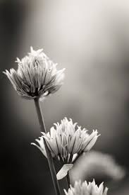 Kunstwerk Zwart Wit Bloemen Van Kristof En Petra Zwart Wit Witte Bloemen Bloem Fotografie