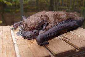 Fledermaus Detektor Kleines Gerat Mit Grosser Wirkung Nabu Fledermauskasten Fledermaus Saugetiere