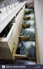 The sockeye run is sign. Lake Washington Ship Canal Fish Ladder Broschure Mannliche Susswasser Phase Chinook Stockfotografie Alamy
