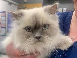 Emergency animal services near me. Ashland Emergency Vet Pet Emergency