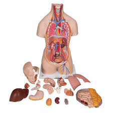There are approximately 640 skeletal muscles within the typical human, and almost every muscle constitutes one part of a pair of identical bilateral muscles, found on both sides, resulting in approximately 320 pairs of muscles. Survival Technology Unisex Human Torso Model With Opened Neck And Back 18 Part Classic 3b Smart Anatomy