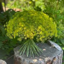 Image result for Anethum