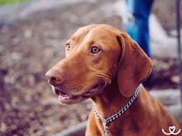 Image result for maďarský ohař drátosrstý