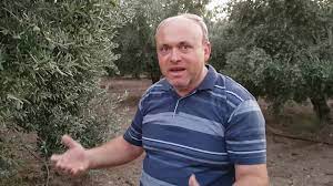 Su ağaç taç izdüşümüne açılan çanağa doldurularak yapılan sulamadır. Yanlis Agac Sulama Dogru Agac Sulama Sulama Hatalari Youtube