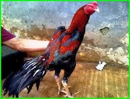 Bentuk kaki ayam yang mempunyai pukulan keras harus terlihat menekuk dan bukan lurus/sejajar dengan paha. 10 Cara Menjadikan Ayam Bangkok Aduan Super Istimewa Daftarhewan Com