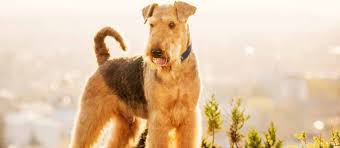 Tibetan terriers and all you would ever need to know about this amazing breed. Airedale Terrier Puppies For Sale Greenfield Puppies