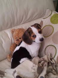 My Teddy Beagle Puppy Pet Birds Dogs And Puppies