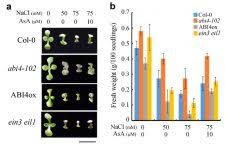 They suggest that you respond. Plantae Ethylene And Aba Regulate Ascorbic Acid And Reactive Oxygen Species Plantae