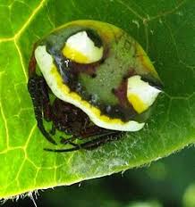 Image result for Poecilostachys