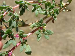 Image result for Trianthema