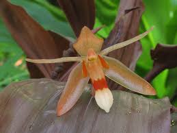 Image result for Coelorachis