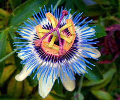 Pin By Karen Smith On Garden Passion Flower Passion Flower Plant Planting Flowers
