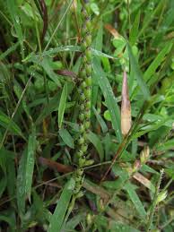 Image result for Urochloa marlothii