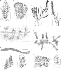 Image result for Tristicha trifaria