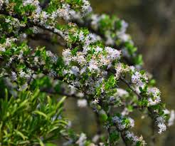 Image result for Ehretia rigida