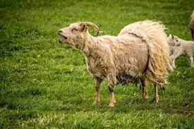 Rooing Sheep Should You Do It Or Let Nature Run Its Course In 2021 Sheep Animals Nature