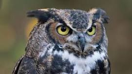 Park Pals: Owls