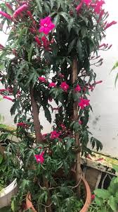 Image result for Ipomoea horsfalliae