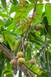 Image result for Pseudospondias