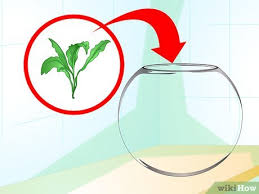 Do they need a larger vase acrylic painting. How To Care For A Betta Fish In A Vase With Pictures Wikihow Pet