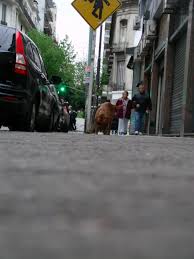 Flema | Libros Kalish - Librería online