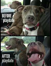Pin By Tiger Follis On Staffies I Love Dogs Funny Animals Pitbulls