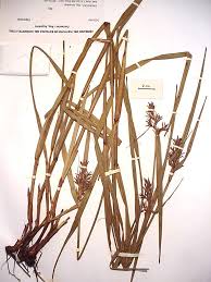 Image result for Scleria melanomphala