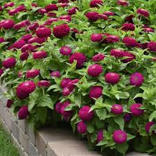 Learn how to grow zinnias and how to choose the best types, plus get some great companion planting ideas. Zesty Purple Zinnia