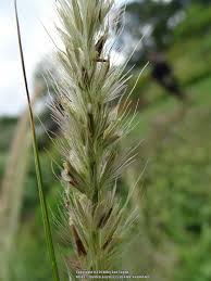 Image result for Cenchrus macrourus