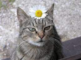 Jolie Couronne Cats Cat Flowers Funny Cat Wallpaper