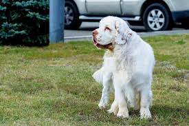 Clumber spaniel puppies for sale ohio. Clumber Spaniel