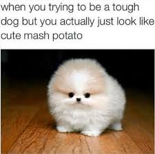 29 tweets tumblr posts anyone with a small fluffy dog will find extra funny funny dog memes cute animal memes funny animals
