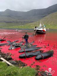 This is done as part of their annual whale hunt. Photos From Activists Show Faroe Islands Whale And Dolphin Hunt