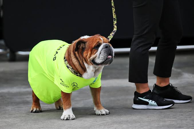 Roscoe's passing: Formula 1 teams pay tribute to Hamilton's pet