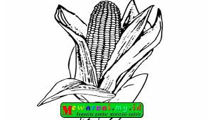 Gambar Mewarnai Gambar Jagung Untuk Anak Tk Paud Sd Belajar