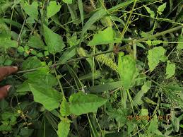 Image result for Commicarpus helenae