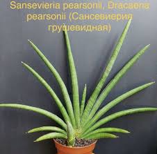 Image result for Sansevieria pearsonii
