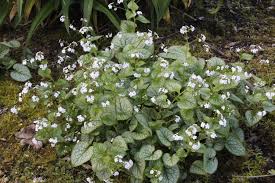 As with most foam flowers, it forms a 1' tall x 1' wide clump, topped with fragrant white flowers just above the foliage during the spring. Brunnera Macrophylla Mr Morse Ballyrobert Gardens
