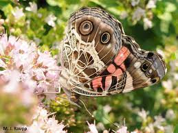 We did not find results for: American Ladies Like Licorice American Lady Butterfly I Vanessa Virginiensis I Bug Of The Week