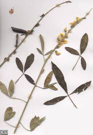 Image result for Crotalaria trichotoma