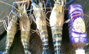 Daftar harga bibit udang terbaru juni 2021. Cara Budidaya Udang Kolam Terpal Air Laut Obat Harga Jenis Vitamin