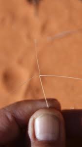 Image result for Aristida stipitata