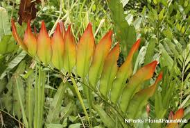 Image result for Acrostichum aureum