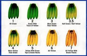 the 8 ripening stages of bananas from unripe 1 to ripe 7