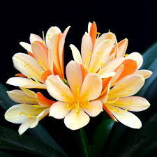 Image result for Liparis bowkeri