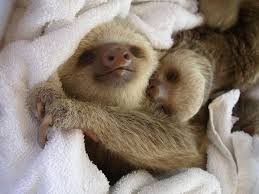 Sleeping Sloths Baby Sloth Cute Sloth Pictures Cute Baby Sloths