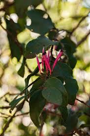 Image result for Tapinanthus oleifolius